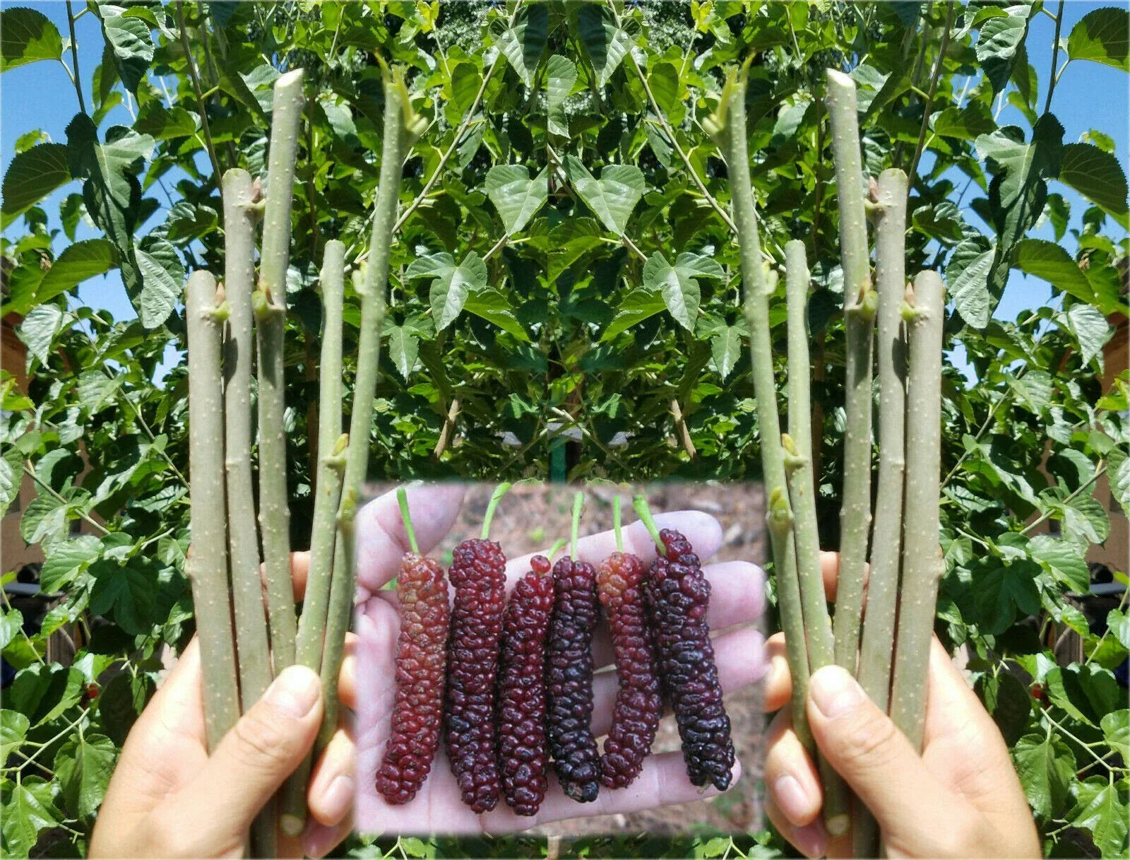 Pakistan Mulberry Cuttings - 10 Organic Fresh Morus alba Fruit Tree Grafting Material