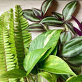 Rooted Plant Cuttings Set - Fern, Pothos, Wandering Jew - Indoor Houseplants, Easy Propagation, Live Greenery, Nephrolepis, Epipremnum, Tradescantia