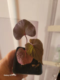 Blackie Sweet Potato Vine Plant - Potted Fully Rooted Ipomoea batatas for Containers & Gardens