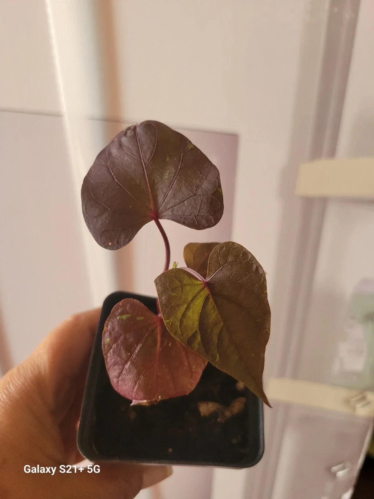 Blackie Sweet Potato Vine Plant - Potted Fully Rooted Ipomoea batatas for Containers & Gardens