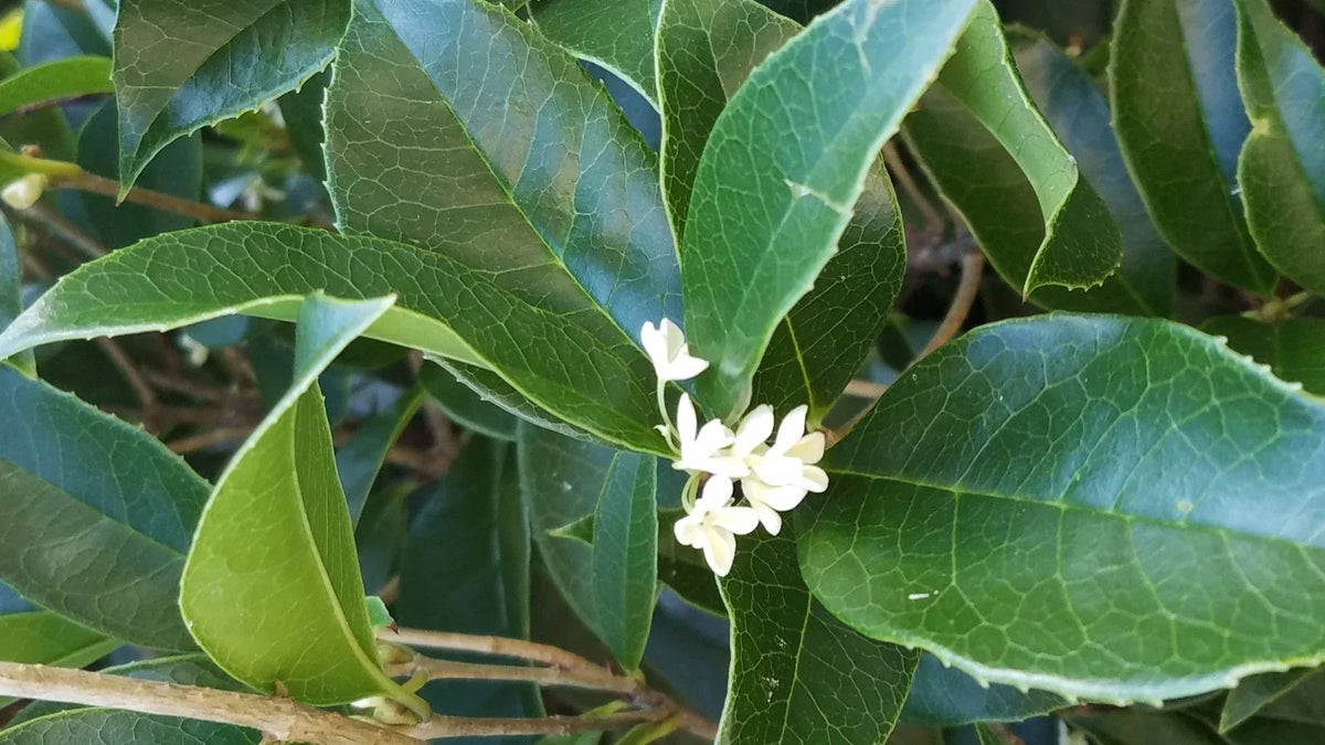 Live Sweet Olive Shrubs, Osmanthus fragrans, 4-5 inch rooted houseplants, fragrant indoor plants, compact shrub, potted Osmanthus