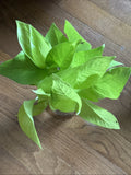 Rooted Green Pothos Cuttings - Trailing Vine for Indoor Decor - Epipremnum aureum