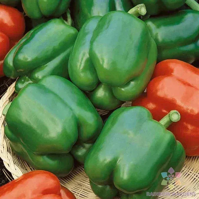 Yolo Wonder Sweet Pepper Seeds - Non-GMO Capsicum annuum Garden Seeds - 25+ Pack for Home Gardens, Containers, Raised Beds