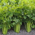 Celery Seeds, Tall Utah, Non-GMO Heirloom Vegetable Seeds, Organic Gardening, Apium graveolens, 2000+ Seeds