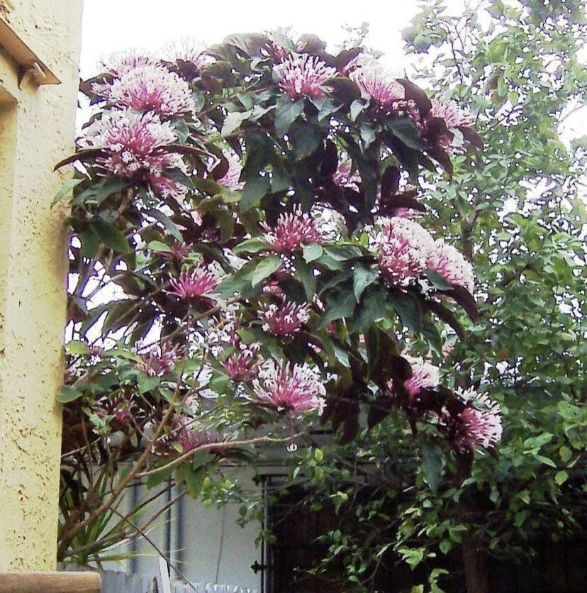 Live Potted Shooting Star Plant Starter – Clerodendrum Quadriloculare Starburst, Indoor/Outdoor, Easy Care, Butterfly Attracting