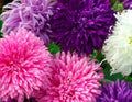 Giant California Aster Seeds - 50 Purple Flower Seeds - Symphyotrichum chilense - Perennial for Borders & Wildflower Gardens