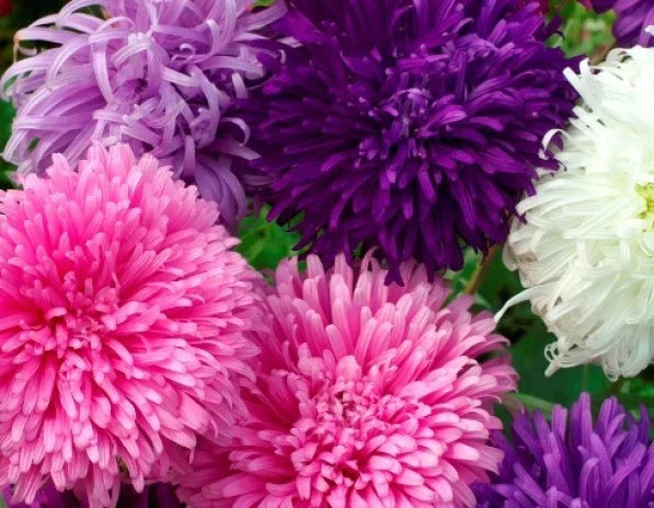Giant California Aster Seeds - 50 Purple Flower Seeds - Symphyotrichum chilense - Perennial for Borders & Wildflower Gardens