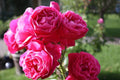 Grande Dame Rose Plant Cuttings – 3 Unrooted 6-Inch Fresh Rose Cuttings Rosa 'Grande Dame'