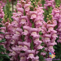 Snapdragon Seeds 1000+ Opus Lavender Antirrhinum majus Garden Planting, Easy to Grow, Pollinator Attracting, Free Shipping