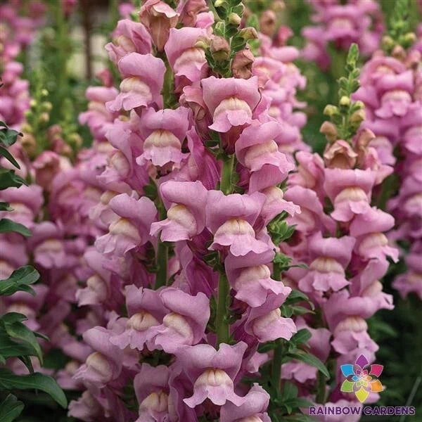 Snapdragon Seeds 1000+ Opus Lavender Antirrhinum majus Garden Planting, Easy to Grow, Pollinator Attracting, Free Shipping