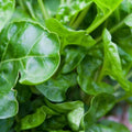 Non-GMO Swiss Chard Seeds, Perpetual Variety, Leafy Greens, Beta vulgaris subsp. cicla, Salad Greens Seed Pack