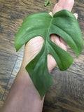 Monstera Minima Cutting - Variegata Houseplant - Monstera adansonii var. minima, Indoor Plant, Climbing or Trailing