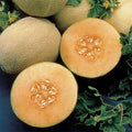 Cantaloupe Seeds - Atlantis Variety - Juicy Cucumis melo for Home Garden, Non-GMO, Full Sun, Vining, 25 Seeds