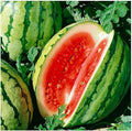 Dixie Queen Watermelon Seeds – 50+ Non-GMO Citrullus lanatus for Garden Planting, Home, Backyard & Patio