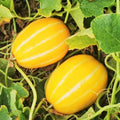 Korean Melon Seeds - Early Silver Line, Yellow White Stripe, Cucumis melo var. makuwa, Pack of 20 Seeds for 2025 Planting
