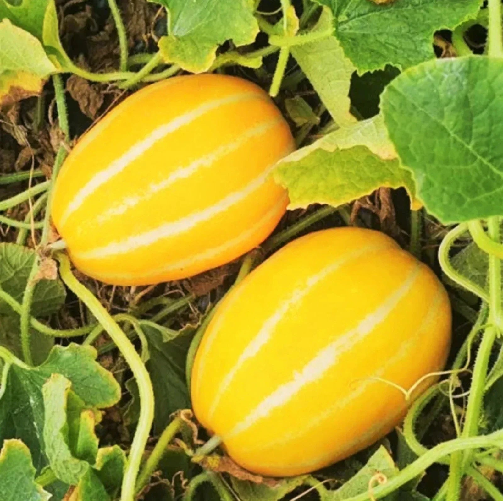Korean Melon Seeds - Early Silver Line, Yellow White Stripe, Cucumis melo var. makuwa, Pack of 20 Seeds for 2025 Planting