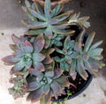 Succulent Plant Cuttings - Pachyveria 'Blue Pearl' - 2.5" Diameter - Indoor Gardening
