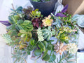 Succulent Cuttings 11 Pack - Fresh Colorful Echeveria, Sedum & More