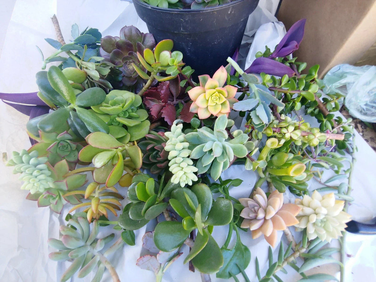 Succulent Cuttings 11 Pack - Fresh Colorful Echeveria, Sedum & More