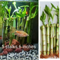 Lucky Bamboo Plants - 6 Inch Well Rooted Stalks - Set of 5 - Dracaena sanderiana Feng Shui Decor