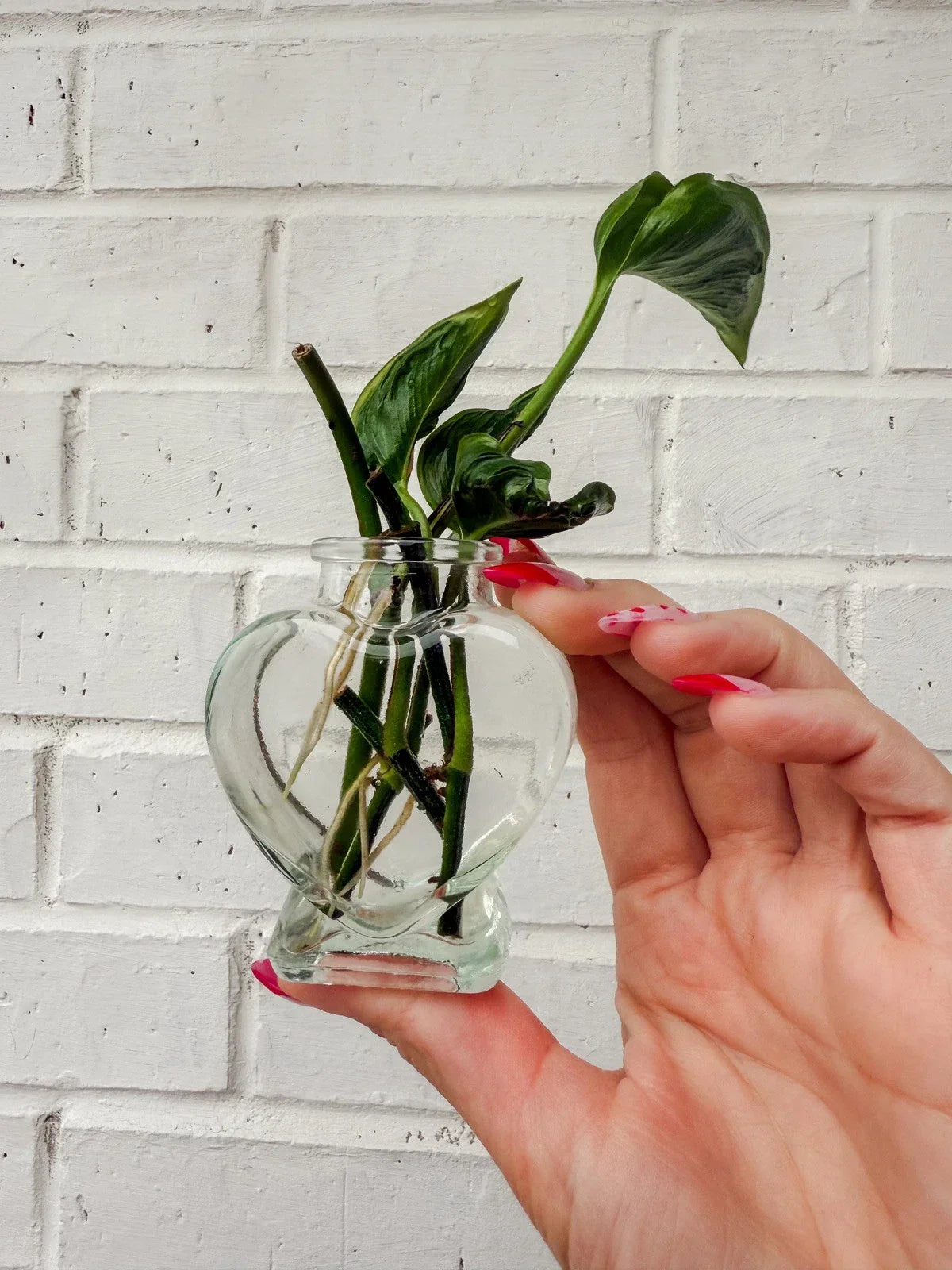Rooted Cuttings - Shangri Ooh La La - Exotic Indoor Plant - Houseplant Propagation - Vibrant Foliage - Botanical Name