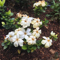 Kleim's Gardenia Live Plant - Bare Root, Fragrant White Flowers, Evergreen, Gardenia jasminoides 'Kleim's Hardy'