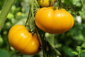 Kellogg's Breakfast Tomato Seeds - Heirloom Orange Beefsteak, Non-GMO Garden Seeds, Solanum lycopersicum, Full Sun, Pack of 25