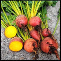 Golden Beet Seeds - Heirloom, Bulk Pack, Beta vulgaris, Fast-Growing, High-Yield Gardening Seeds