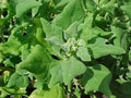 New Zealand Spinach Seeds, Organic Tetragonia tetragonioides, Fresh Non-GMO, Easy to Grow, Salad Greens, Heirloom, Home Garden
