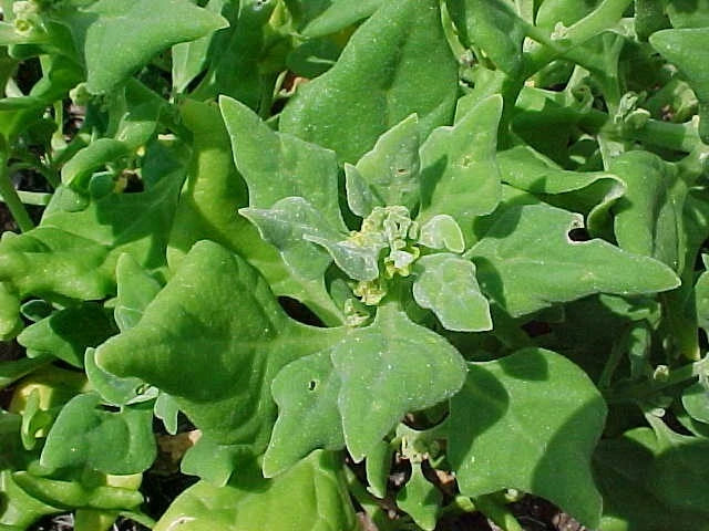 New Zealand Spinach Seeds, Organic Tetragonia tetragonioides, Fresh Non-GMO, Easy to Grow, Salad Greens, Heirloom, Home Garden