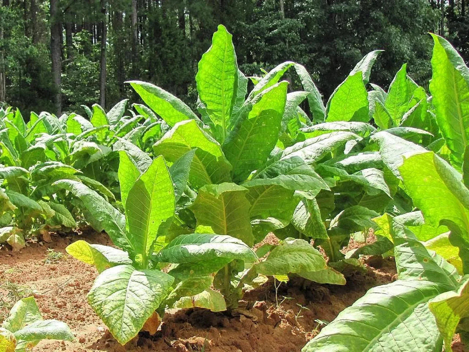 Organic Black Bolivian Tobacco Seeds - Nicotiana tabacum Heirloom, 100+ Seeds for Home Gardening & Cultivation