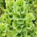 Bells of Ireland Flower Seeds - 100+ Moluccella laevis Green Blooms for Garden & Cut Flowers, Easy to Grow