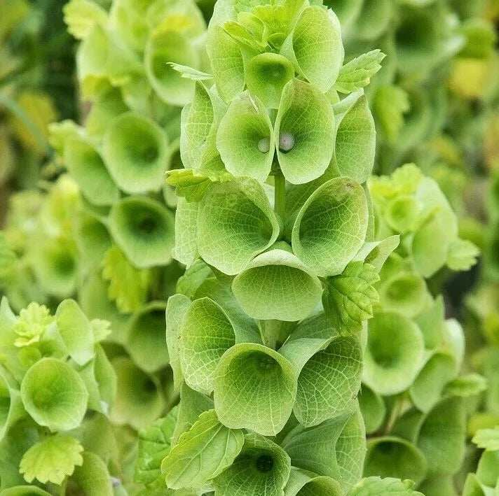 Bells of Ireland Flower Seeds - 100+ Moluccella laevis Green Blooms for Garden & Cut Flowers, Easy to Grow