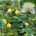 Yellow Guava Seeds - Organic Psidium guajava for Lemon & Apple Guava, Tropical Fruit, Non-GMO, 30+ Seeds