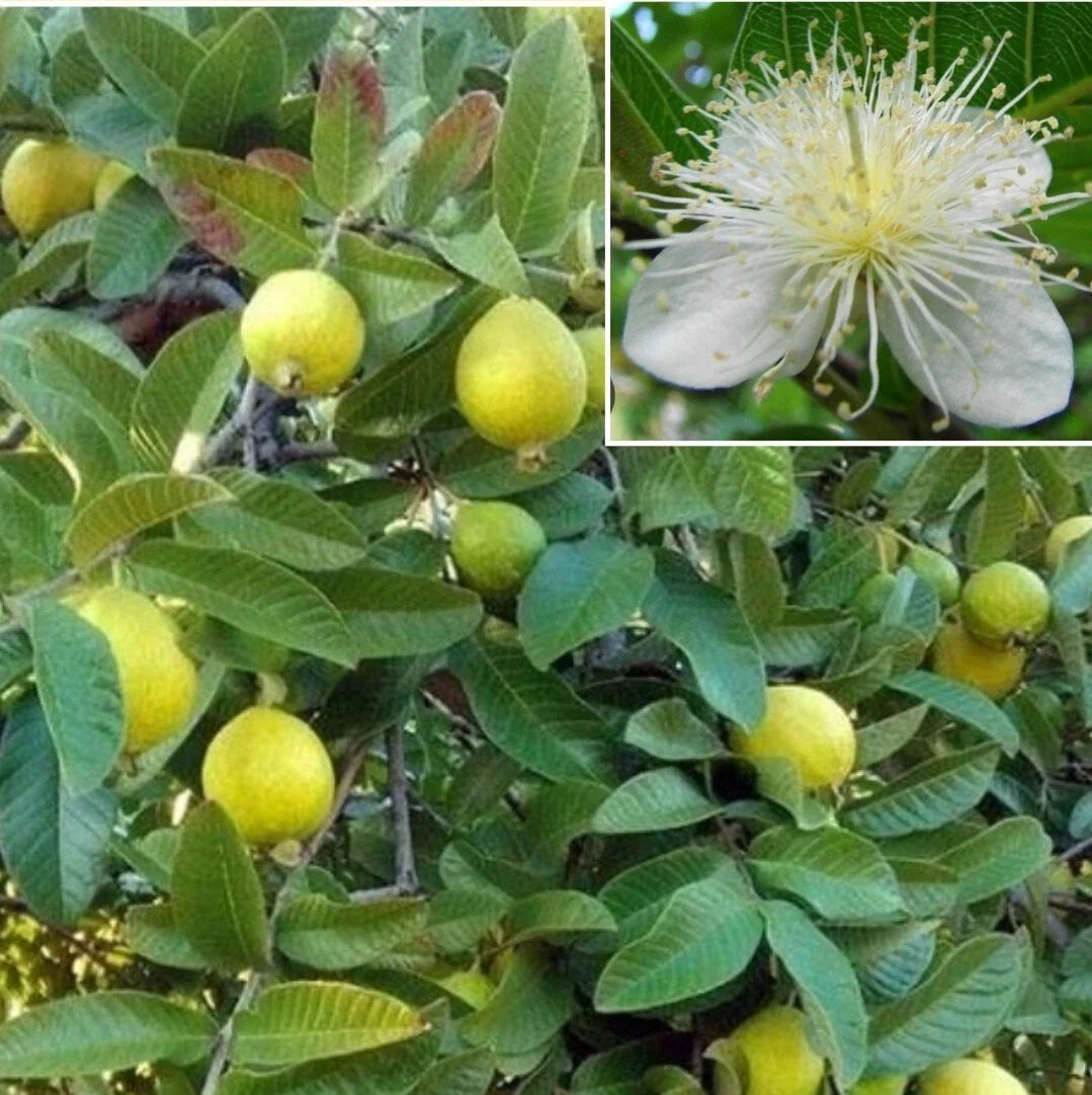 Yellow Guava Seeds - Organic Psidium guajava for Lemon & Apple Guava, Tropical Fruit, Non-GMO, 30+ Seeds
