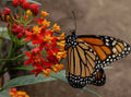 Blood Flower Seeds - Tropical Milkweed, Mexican Butterfly Weed, Asclepias curassavica, Butterfly Garden, Drought Tolerant, Full Sun