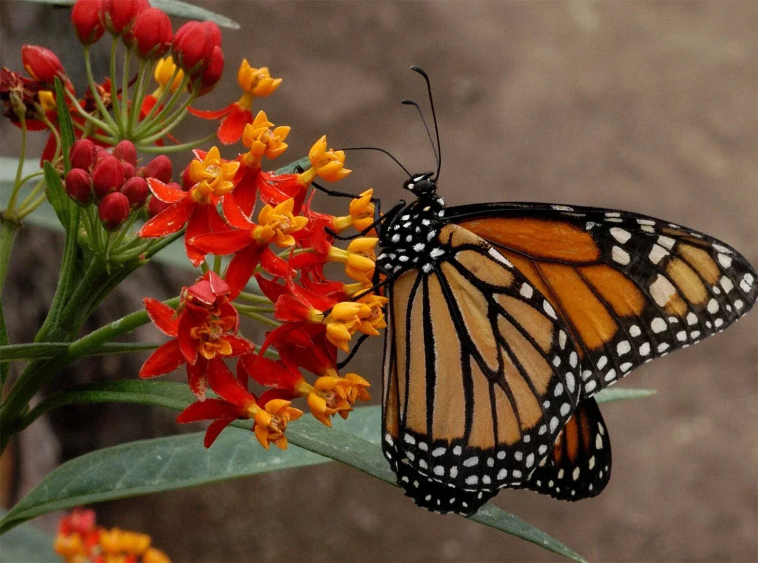 Blood Flower Seeds - Tropical Milkweed, Mexican Butterfly Weed, Asclepias curassavica, Butterfly Garden, Drought Tolerant, Full Sun