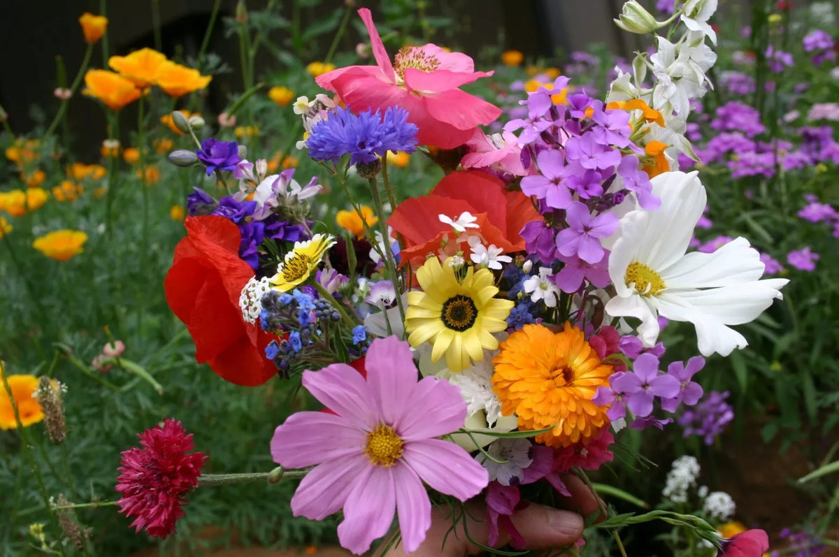 Wildflower Seed Mix 35 Species Cascade Kaleidoscope Annuals & Perennials for Pollinators