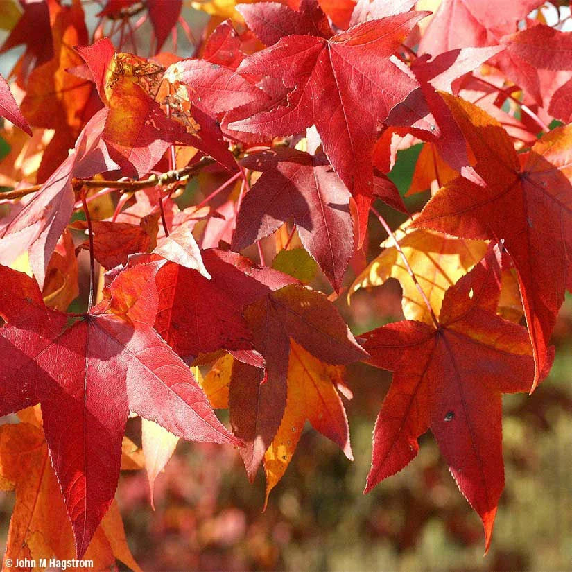 Sweet Gum Tree Seeds - 50 Count for Outdoor & Bonsai Cultivation - Liquidambar styraciflua - Vibrant Fall Colors