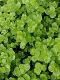 12 Lysimachia nummularia 'Goldi' Ground Cover Plants, Golden Creeping Jenny, Perennial Live Plants