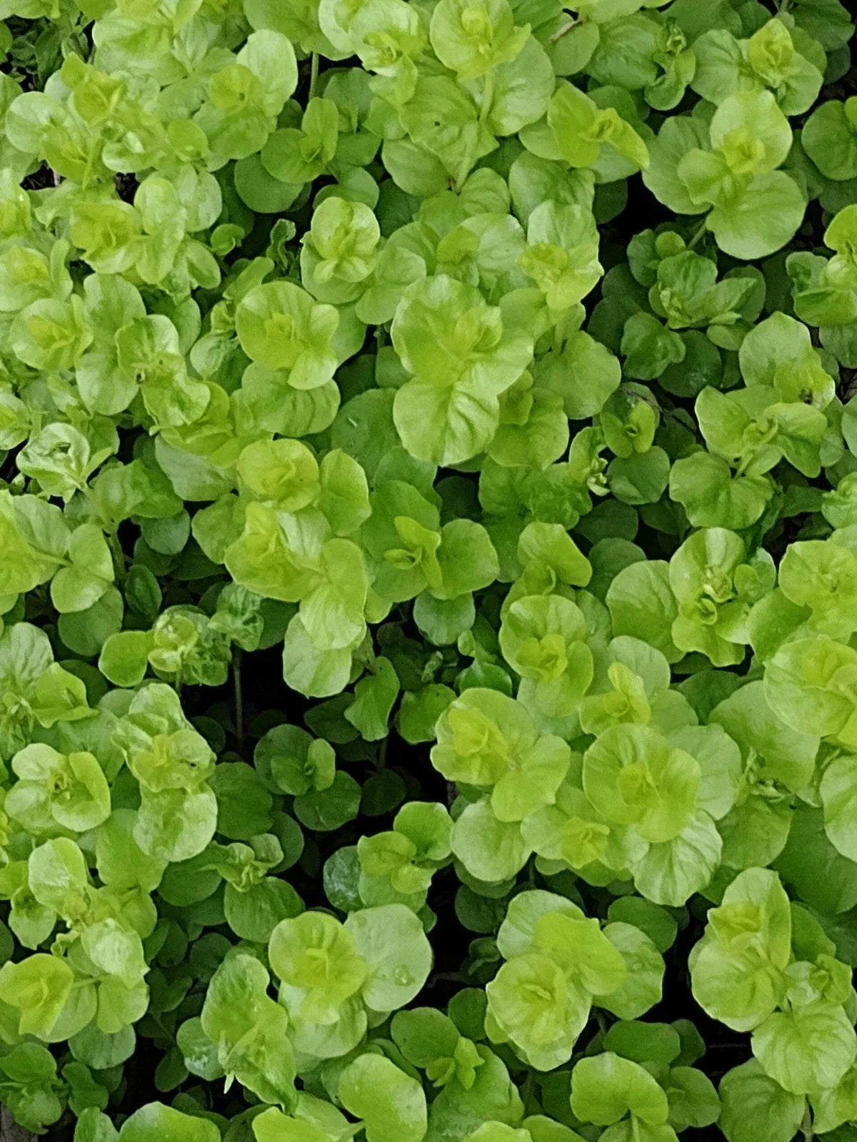 12 Lysimachia nummularia 'Goldi' Ground Cover Plants, Golden Creeping Jenny, Perennial Live Plants