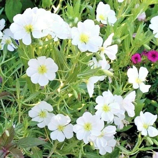 Pale Evening Primrose Flower Seeds - 300+ Drought Tolerant Wildflower Seeds (Oenothera pallida) Groundcover
