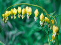 Yellow Bleeding Heart Seeds - Perennial Flower Seeds - Lamprocapnos spectabilis 'Goldheart' - 25 Pack, Bright Yellow Blooms