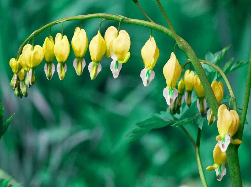 Yellow Bleeding Heart Seeds - Perennial Flower Seeds - Lamprocapnos spectabilis 'Goldheart' - 25 Pack, Bright Yellow Blooms