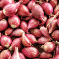 Nero Shallot Bulbs | Gourmet Allium ascalonicum for Cooking & Gardening | Fast Shipping
