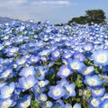 Baby Blue Eyes Seeds - 1000+ Count, Drought-Tolerant Wildflower Groundcover, Nemophila menziesii, Annual, Blue Flowers, Easy to Grow