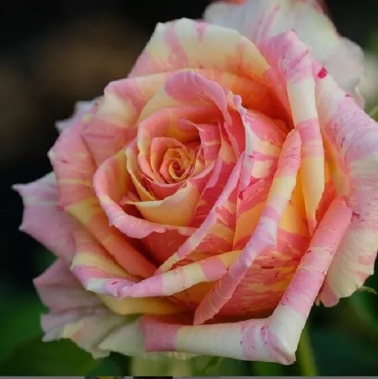 Pink Yellow Cream Rose Seeds - Perennial Flower Bush - Rosa spp. - Garden Seeds for Vibrant Blooms