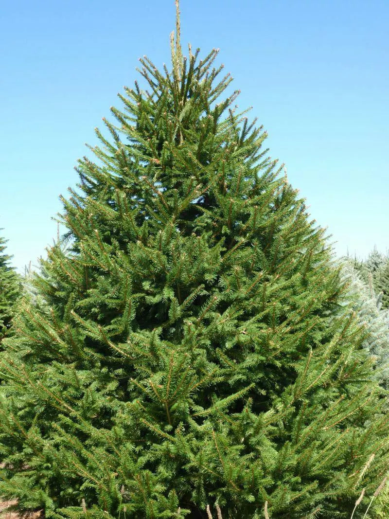 Norway Spruce Tree Live Plant Bare Root 8-16 Inches Picea abies Evergreen Conifer Seedling