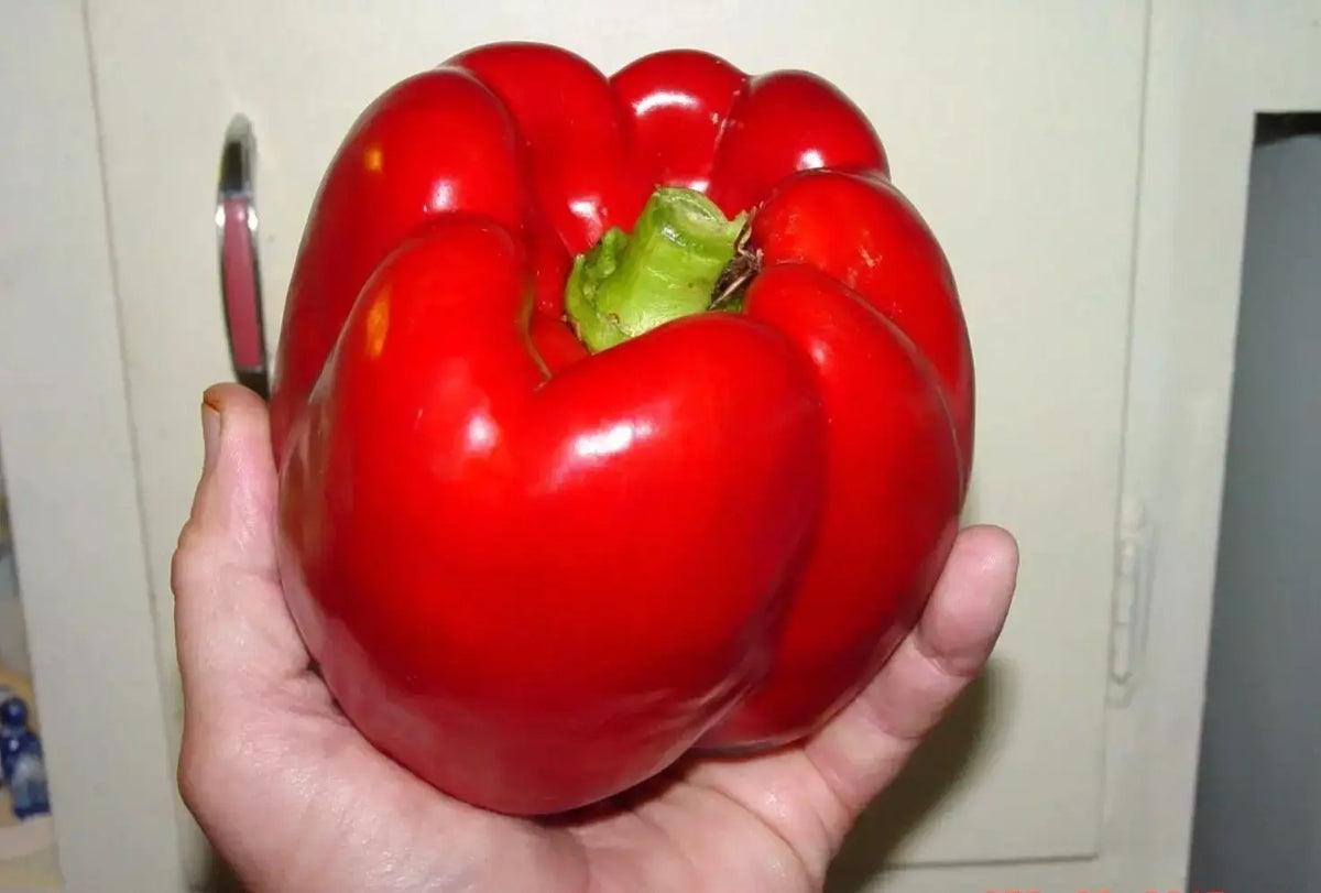 Giant Red Bell Pepper Seeds - Organic Non-GMO Heirloom Capsicum annuum - 120+ Pack for Garden, Patio, or Container Growing