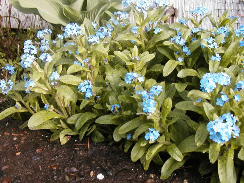 Forget-Me-Not Seeds, Perennial Blue Flowers, Myosotis spp., Easy to Grow Garden Seeds, Butterfly Attracting, 400 Pack